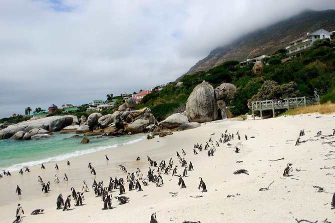 Half day Cape Point Sightseeing Tour with Penguins from Cape Town - What this half-day Cape Peninsula tour really offers