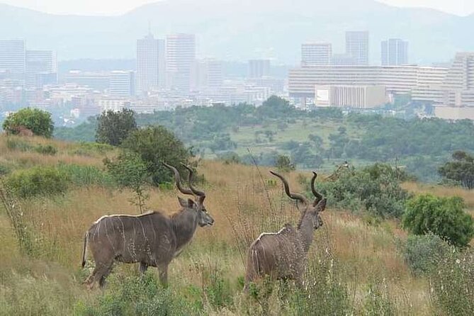 Half Day E-Biking with Wildlife Watching in Pretoria - Key points to know before you book