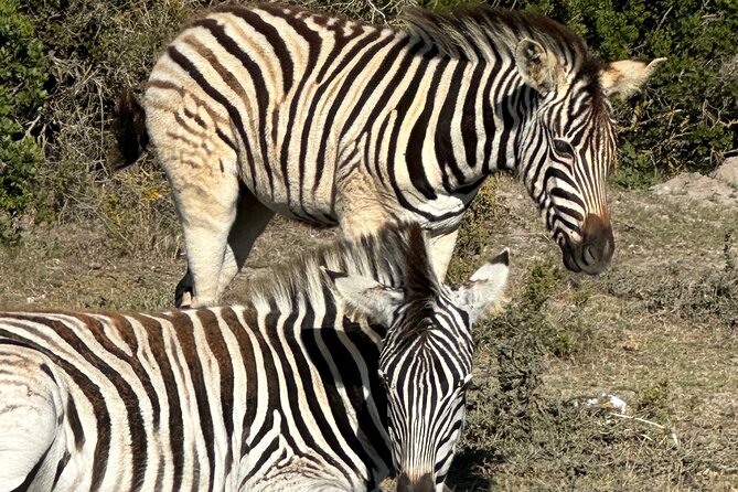 Half day Horse back safari - Starting at Rondeberg Farms near Cape Town
