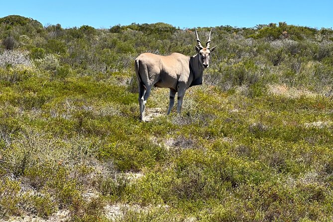 Half day Horse back safari - Is the $60.60 price good value?