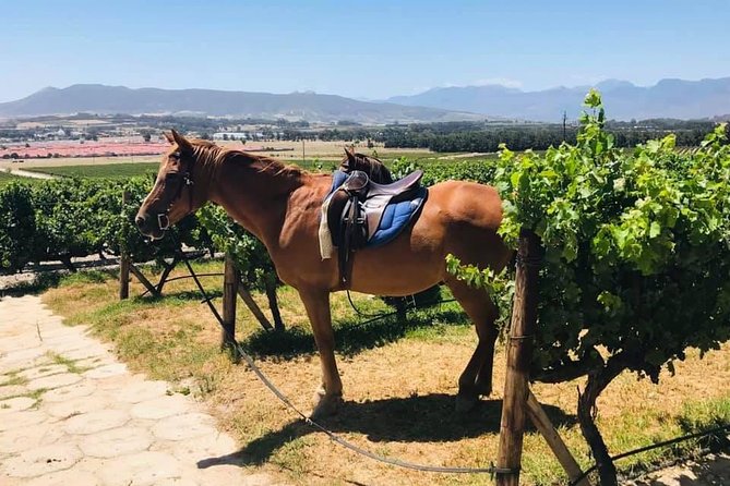 Half Day Horseback Wine Tour - Wine tasting and South African wine culture