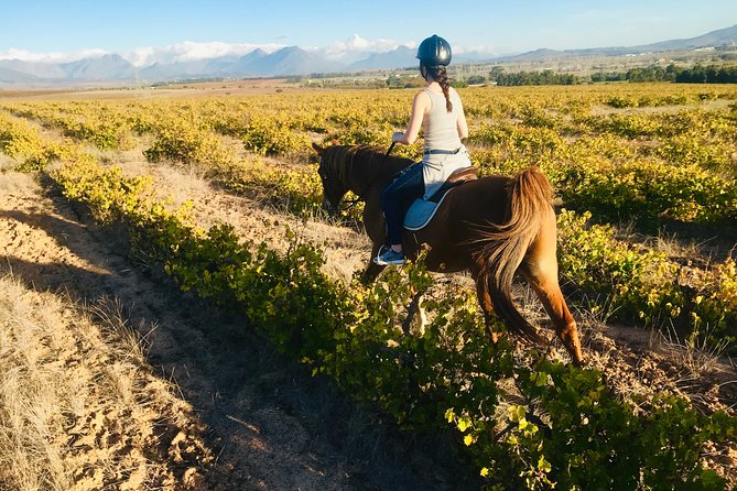 Half Day Horseback Wine Tour - Lunch under the old oak trees