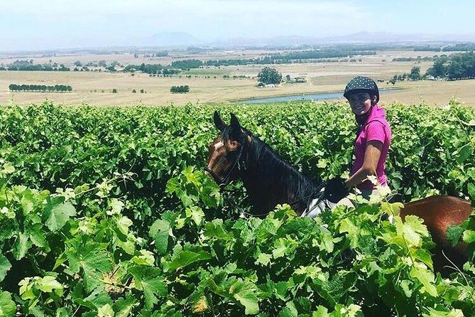 Half Day Horseback Wine Tour - The quiet ride back to base
