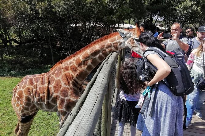 Half Day Lion and Safari Park Tour - Why this half-day safari works in Johannesburg