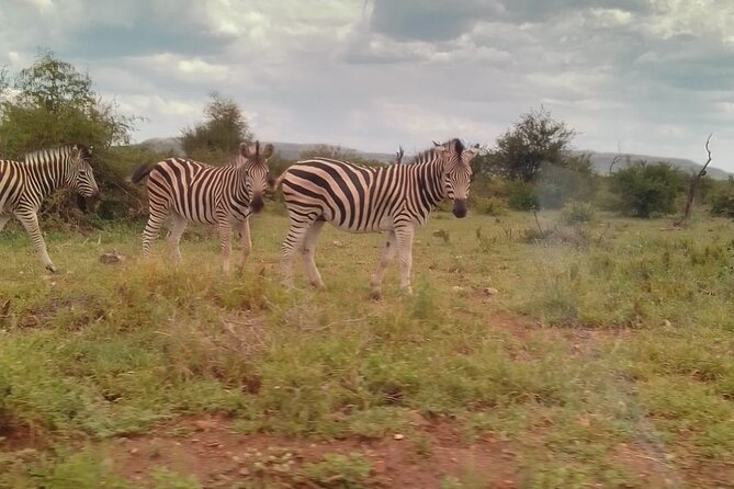 Half Day Lion and Safari Park Tour - Guide quality and the personal touch