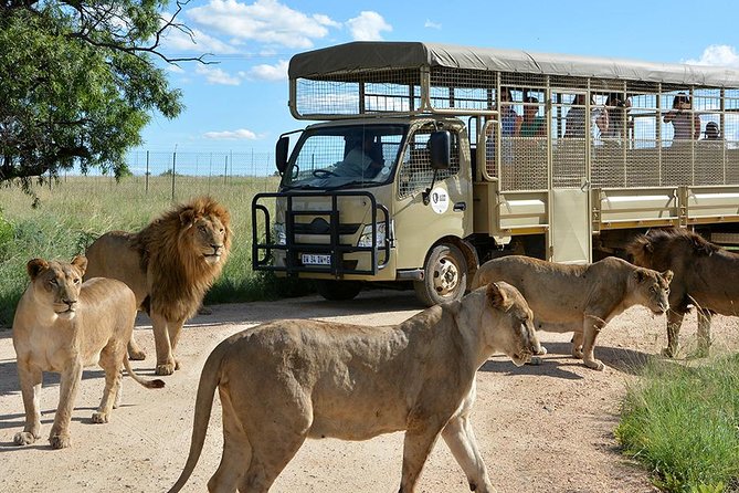 Half Day Lion Park tour from Johannesburg or Pretoria - Quick facts about the Lion Park tour