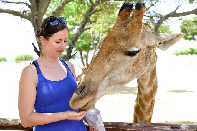 Half Day Lion Park tour from Johannesburg or Pretoria - What the price includes at $100.65