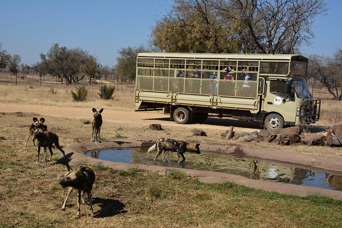 Half Day Lion Park tour from Johannesburg or Pretoria - Is it a real safari?