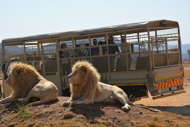 Half Day Lion Park tour from Johannesburg or Pretoria - Comfort, group size, and timing