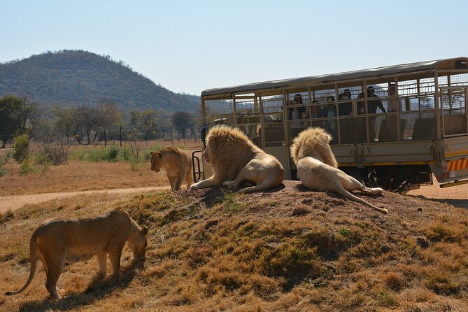 Half Day Lion Park tour from Johannesburg or Pretoria - Who will enjoy this experience most?