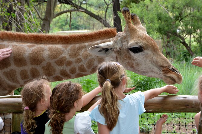 Half Day Lion Park tour from Johannesburg or Pretoria - Practical advice before you go