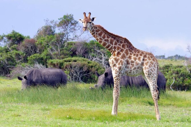 Half-Day Port Elizabeth & Kragga Kamma Reserve - Why this half-day tour works in Gqeberha