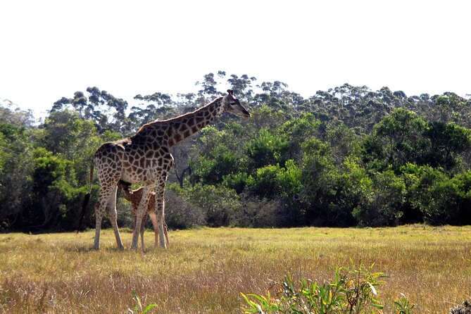 Half-Day Port Elizabeth & Kragga Kamma Reserve - What the guide adds beyond animal sightings