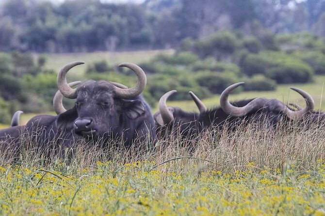 Half-Day Port Elizabeth & Kragga Kamma Reserve - Who should book this, and who should choose Addo instead