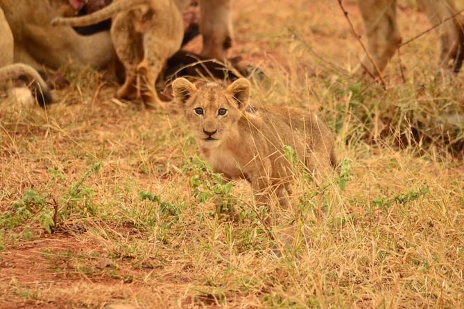 Half day safari from johannesburg - Key Points Before You Book