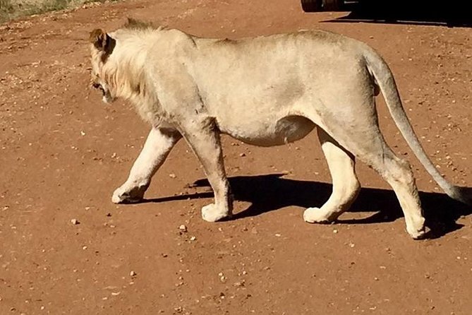 Half day safari from johannesburg - A Big Five Reserve Within Reach of Johannesburg