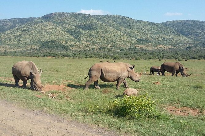 Half day safari from johannesburg - Three Hours Looking for Wildlife in Dinokeng