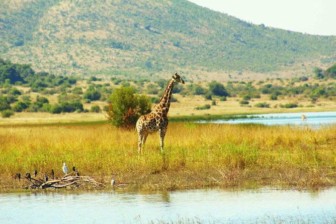 Half day safari from johannesburg - Guides Make a Noticeable Difference