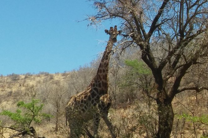 Half day safari from johannesburg - The Ride From Johannesburg or Pretoria