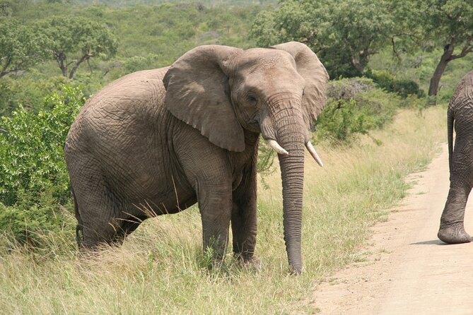 Half Day Safari Tour from Durban - From Durban to Natal Lion Park