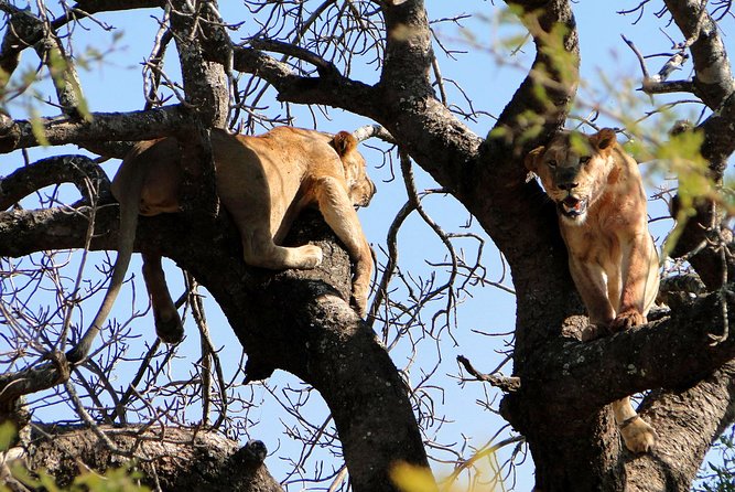 Half Day Safari Tour from Durban - Three hours inside Tala Private Game Reserve