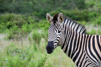 Half Day Safari Tour from Durban