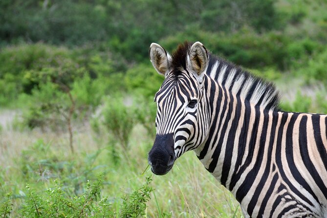 Half Day Safari Tour from Durban - Is $171.96 a fair price?