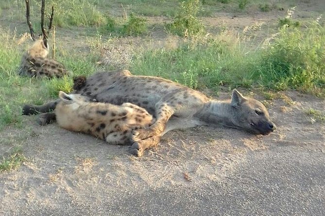Half Day Safari Tour from Johannesburg - From your hotel to Dinokeng Game Reserve