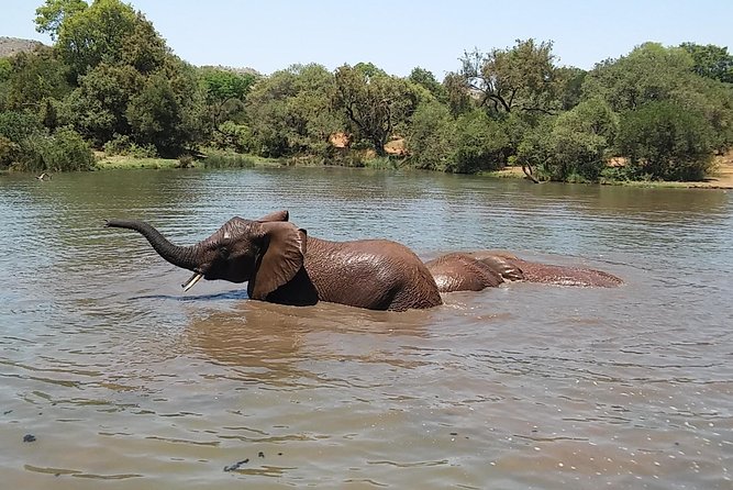 Half Day Safari Tour from Johannesburg - Timing, group size, and practical comfort