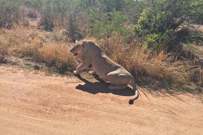 Half Day Safari Tour from Johannesburg - Who will get the most from this tour