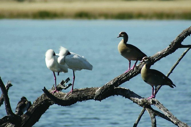 Half Day Safari Tour from Johannesburg - Should you book the Dinokeng half-day safari?