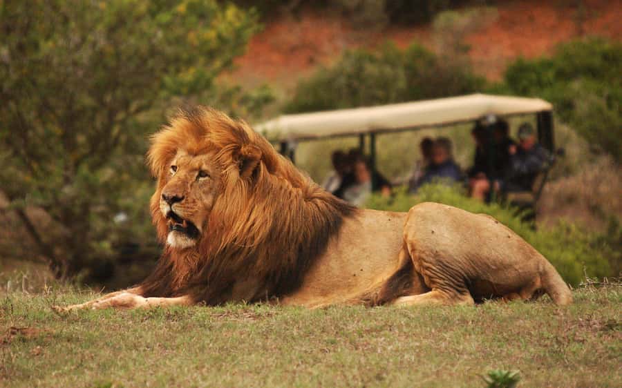 Half-Day Schotia Game Reserve (Open 4x4 Vehicle) - A compact safari from Port Elizabeth