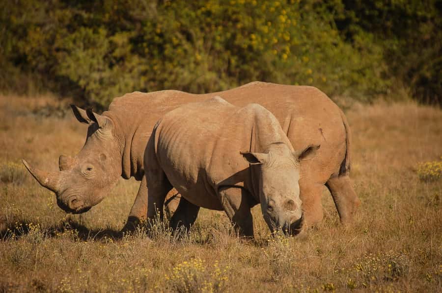 Half-Day Schotia Game Reserve (Open 4x4 Vehicle) - Pickup from Port Elizabeth and the 30-minute road trip