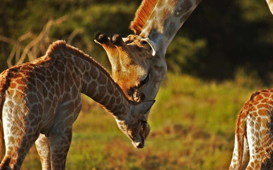 Half-Day Schotia Game Reserve (Open 4x4 Vehicle) - The honest truth about the Big 5 promise