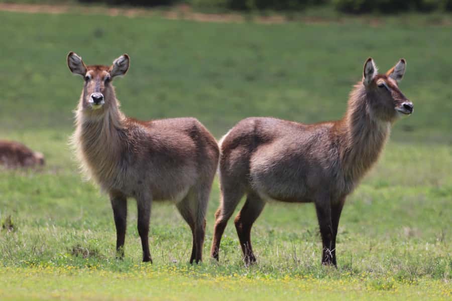 Half-Day Schotia Game Reserve (Open 4x4 Vehicle) - Morning or afternoon: which drive suits you?