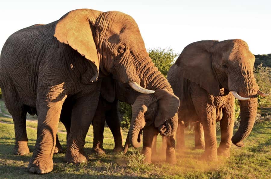 Half-Day Schotia Game Reserve (Open 4x4 Vehicle) - Nanaga Farm Stall and the extra lunch stop
