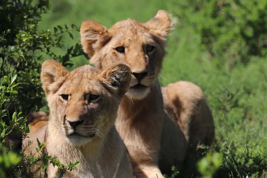 Half-Day Schotia Game Reserve (Open 4x4 Vehicle) - Who will get the most from the $177 price?