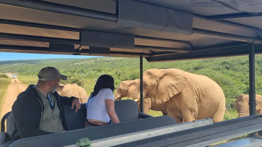 Half-Day Schotia Game Reserve (Open 4x4 Vehicle) - Practical packing advice for a more comfortable drive