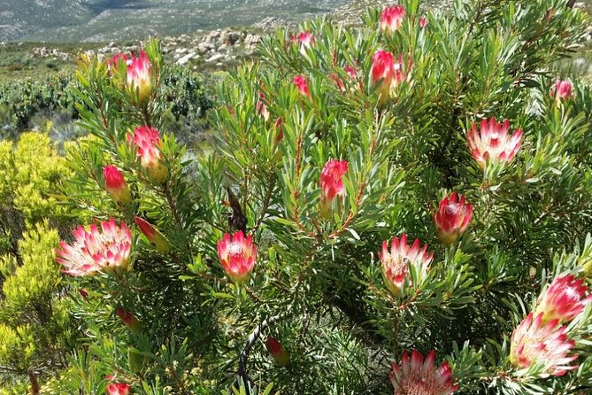 Half-Day Swartberg Pass PRIVATE Tour (including lunch & transfer - Oudtshoorn) - Who will get the most from this private outing