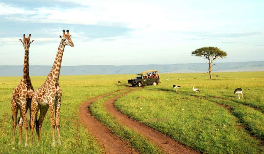 Half Day Tala Game Reserve & Natal Lion Park from Durban - Key points to know before booking