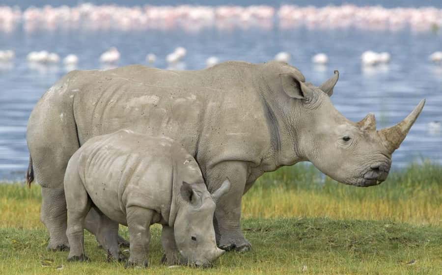 Half Day Tala Game Reserve & Natal Lion Park from Durban - Practical advice for a better day