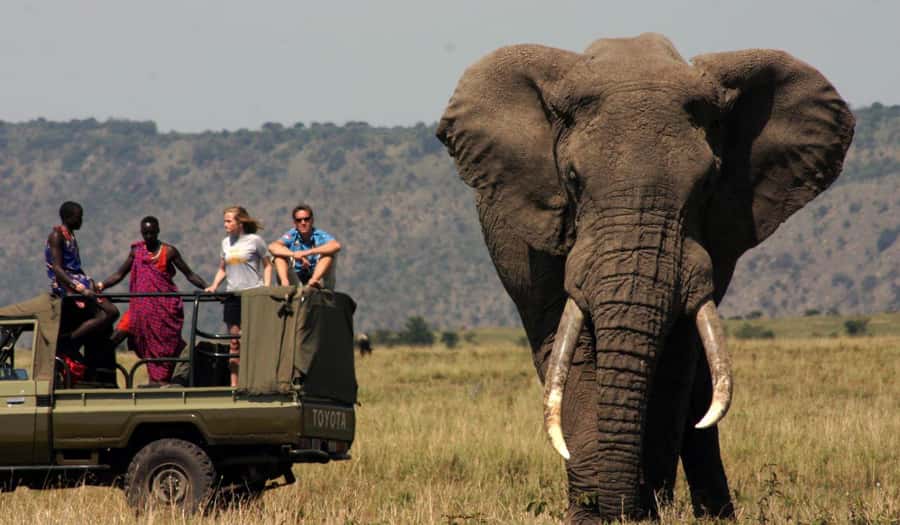Half Day Tala Game Reserve & Natal Lion Park from Durban - Two wildlife settings in one half-day