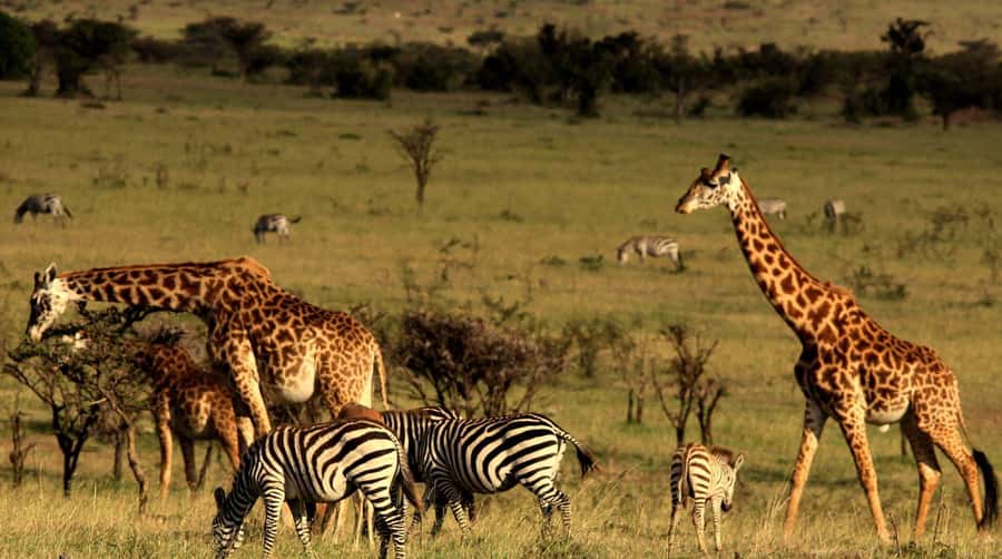 Half Day Tala Game Reserve & Natal Lion Park from Durban - Natal Lion Park: lions and elephants after Tala