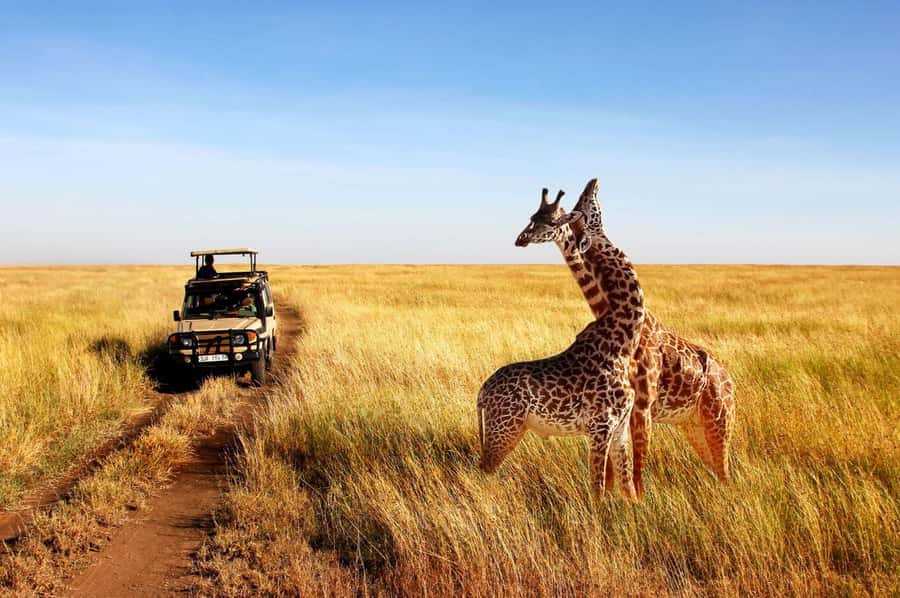 Half Day Tala Game Reserve & Natal Lion Park from Durban - Who will enjoy this outing most?