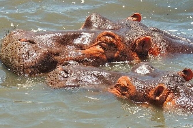 Half Day Tour in iSimangaliso Wetland Park - The Richards Bay pickup and one-hour drive