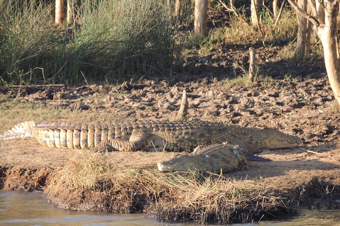 Half Day Tour in iSimangaliso Wetland Park - What the $196.24 price gets you