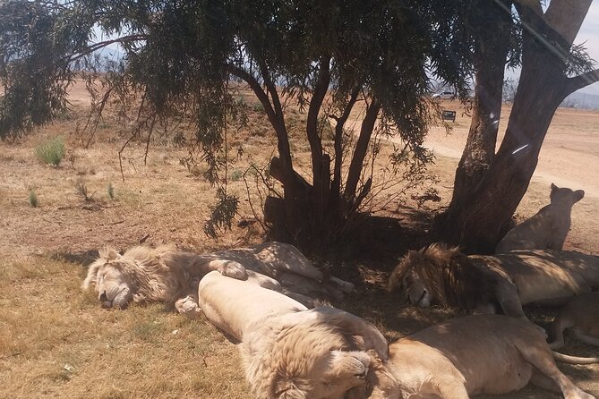 Half-Day Tour to Rhino And Lion Reserve in Krugersdorp - Morning pickup and the ride to Krugersdorp