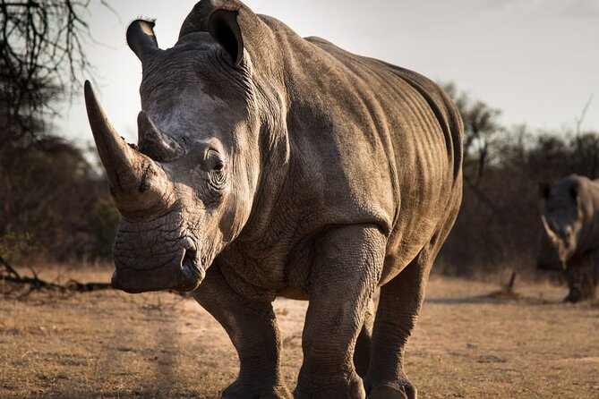 Half-Day Tour to Rhino And Lion Reserve in Krugersdorp - Lions, cheetahs, wild dogs, and feeding time
