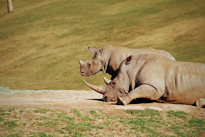 Half-Day Tour to Rhino And Lion Reserve in Krugersdorp - The animal creche and cub photographs