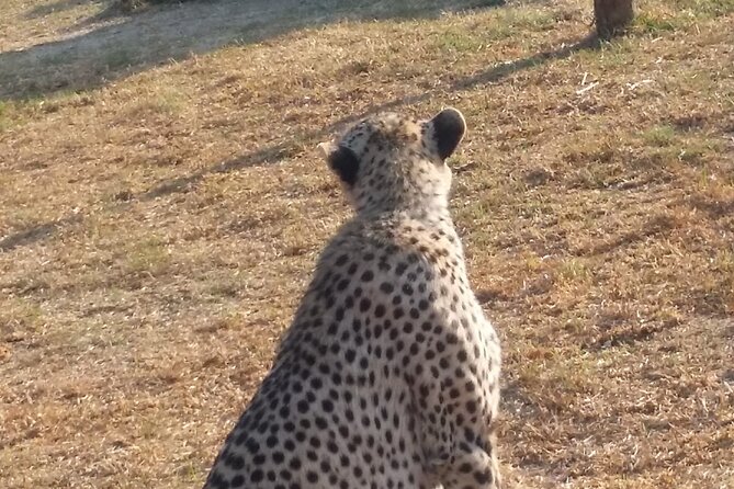 Half-Day Tour to Rhino And Lion Reserve in Krugersdorp - What the $99.66 price covers